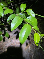 Huberantha nitidissima