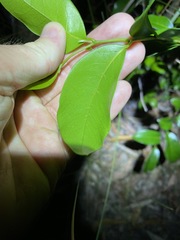 Huberantha nitidissima