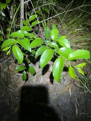 Huberantha nitidissima