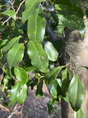 Elaeocarpus obovatus