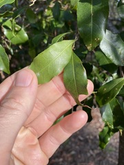 Elaeocarpus obovatus