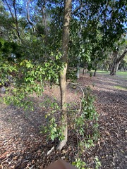 Elaeocarpus obovatus