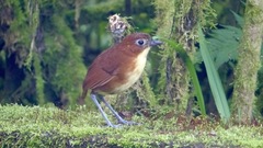 Grallaria flavotincta