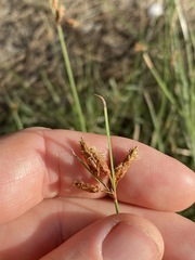 Fimbristylis ferruginea
