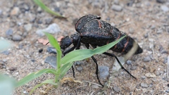 Megetra