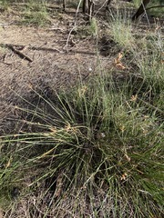 Fimbristylis ferruginea