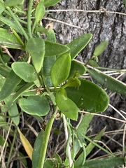 Vincetoxicum carnosum