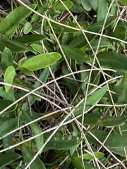 Vincetoxicum carnosum