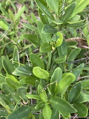 Vincetoxicum carnosum