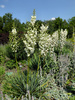 Common Yucca - Photo (c) Gertrud K., some rights reserved (CC BY-NC-SA)
