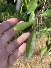 Elaeocarpus obovatus