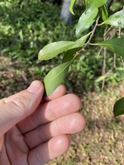 Elaeocarpus obovatus