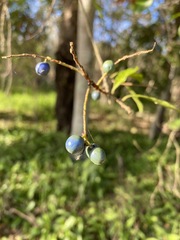 Elaeocarpus obovatus