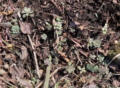 Sedum glaucophyllum