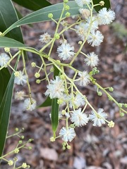 Acacia penninervis