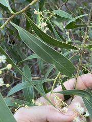 Acacia penninervis