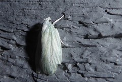 Nymphostola galactina