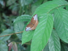 Tanaecia godartii