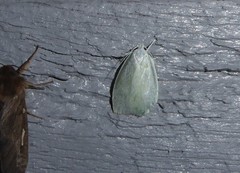 Nymphostola galactina