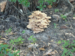Desarmillaria caespitosa image
