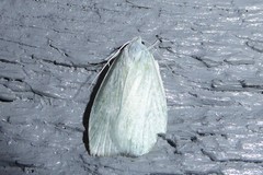 Nymphostola galactina