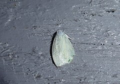 Nymphostola galactina