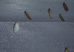 Nymphostola galactina