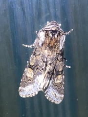 Psaphida thaxterianus