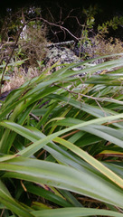 Dianella latissima