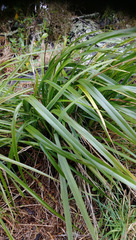 Dianella latissima