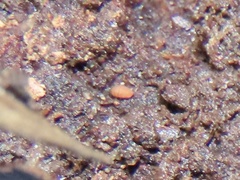 Eurypauropus