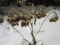 Achillea millefolium