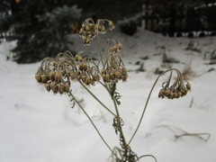 Achillea millefolium