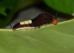 Graphium macfarlanei