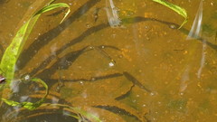 Moenkhausia oligolepis