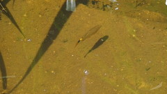Moenkhausia oligolepis