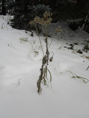 Achillea millefolium