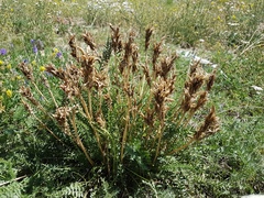 Oxytropis pseudoglandulosa