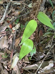 Smilax glyciphylla