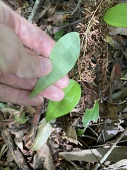 Smilax glyciphylla