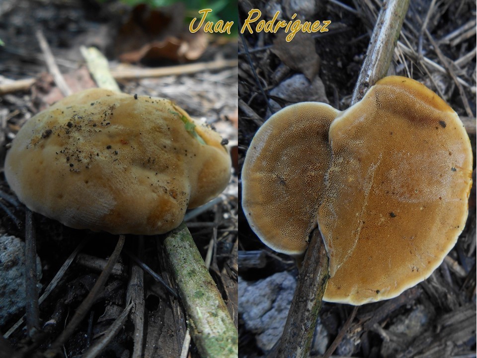 Phylloporia fruticum