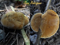 Phylloporia fruticum