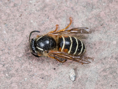 Dolichovespula norwegica