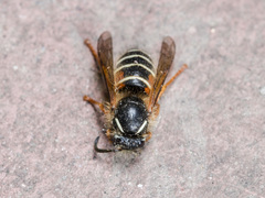 Dolichovespula norwegica
