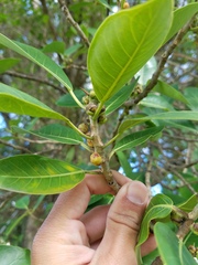 Ficus aurea