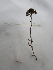 Achillea millefolium