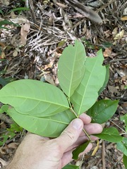 Glochidion sumatranum