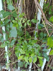 Schinus terebinthifolia