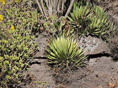 Agave filifera