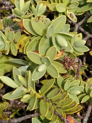Veronica albicans